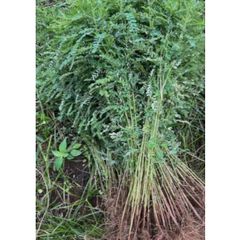 Cây Diệp Hạ Châu Tươi 1kg hay cây chó đẻ răng cưa khách đặt mới hái trong ngày