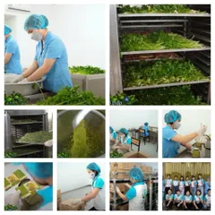 Trà Trinh Nữ Hoàng Cung Hộp 30 Túi Lọc