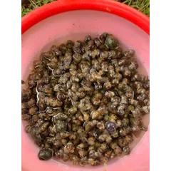 Hương liệu Trắm Đen Thần Dụ siêu dụ trắm đen