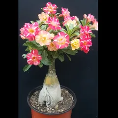 Hạt giống hoa sứ kép Thái Lan 2 màu vàng hồng 5 cánh nhiều tầng – Bịch 10 hạt - Mã số 2057