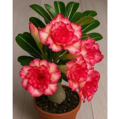 Hạt giống hoa sứ kép Thái Lan - Bịch 10 hạt – Mã số 1994 803439