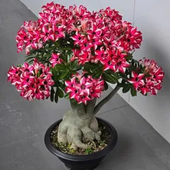 Hạt giống hoa sứ kép Thái Lan - Bịch 10 hạt – Mã số 1983 803454