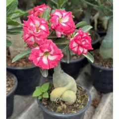 Hạt giống hoa sứ kép Thái Lan - Bịch 10 hạt – Mã số 1981 803464