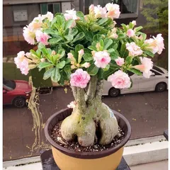 Hạt giống hoa sứ kép Thái Lan - Bịch 10 hạt – Mã số 1945 803508