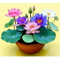 Hạt giống hoa sen 7 màu mini - Hạt giống hoa sen ngũ sắc mini ra hoa quanh năm – Bịch 10 hạt – Mã số 1394 803520