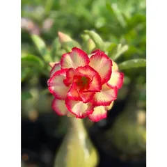 Hạt giống hoa sứ Thái Lan ghép hoa vàng viền cánh đỏ Thiên Vương - Bịch 10 hạt – Mã số 1237 803536
