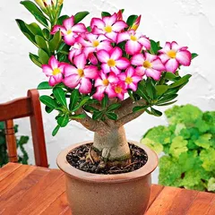 Hạt giống hoa sứ Bonsai cánh hồng - Bịch 10 hạt – Mã số 1044 803537