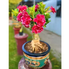 Hạt giống hoa sứ ghép Thái Lan cánh tiên đỏ cánh to - Bịch 10 hạt – Mã số 1272 803557