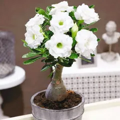 Hạt giống hoa sứ kép Thái Lan - Bịch 10 hạt – Mã số 1552 803558