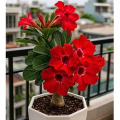 Hạt giống hoa sứ kép Thái Lan - Bịch 10 hạt – Mã số 2036 803620