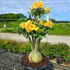 Hạt giống hoa sứ kép Thái Lan - Bịch 10 hạt – Mã số 2049 803624