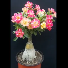 Hạt giống hoa sứ kép Thái Lan 2 màu vàng hồng 5 cánh nhiều tầng – Bịch 10 hạt - Mã số 2057 803625