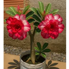 Hạt giống hoa sứ kép Thái Lan - Bịch 10 hạt – Mã số 2019 803626