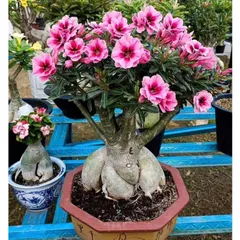 Hạt giống hoa sứ kép Thái Lan - Bịch 10 hạt – Mã số 2040 803632