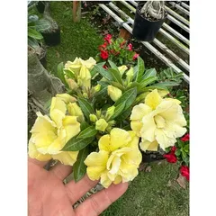 Bịch 10 hạt giống hoa sứ ghép Thái Lan hoa vàng cánh to – Mã số 2092 803633