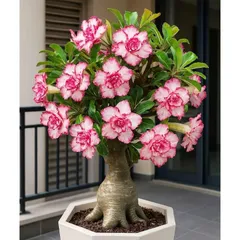 Hạt giống hoa sứ kép Thái Lan - Bịch 10 hạt – Mã số 2035 803634