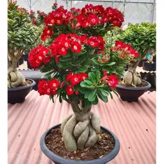 Hạt giống hoa sứ kép Thái Lan - Bịch 10 hạt – Mã số 2042 803636
