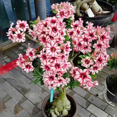 Hạt giống hoa sứ kép Thái Lan - Bịch 10 hạt – Mã số 2038 803641