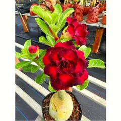 Bịch 10 hạt giống hoa sứ Thiên Vương cánh đỏ viền đen hoa to – Mã số 2087 803653