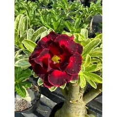 Bịch 10 hạt giống hoa sứ Thiên Vương cánh đỏ viền đen hoa to – Mã số 2087 803653