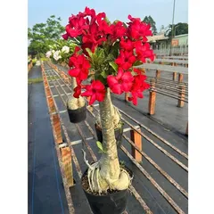 Bịch 10 hạt giống hoa sứ đỏ Taiwan nhiều hoa – Mã số 2086 803655