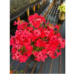 Bịch 10 hạt giống hoa sứ đỏ Taiwan nhiều hoa – Mã số 2086 803655