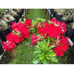 Bịch 10 hạt giống hoa sứ đỏ Taiwan nhiều hoa – Mã số 2086 803655