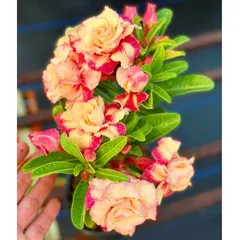 Bịch 10 hạt giống hoa sứ Thiên Vương giống Thái Lan ghép cánh vàng cam – Mã số 2089 803660