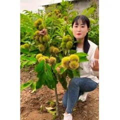Hạt giống cây hạt dẻ lùn Mini siêu trái - Bịch 10 hạt - Mã số 2000221025150 803662