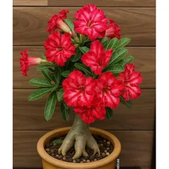 Hạt giống hoa sứ kép Thái Lan - Bịch 10 hạt – Mã số 1985 803713
