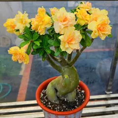 Hạt giống hoa sứ kép Thái Lan - Bịch 10 hạt – Mã số 1975 803718