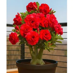 Hạt giống hoa sứ kép Thái Lan - Bịch 10 hạt – Mã số 2005 803723