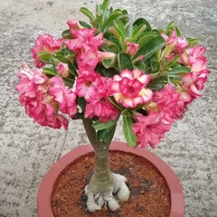 Hạt giống hoa sứ kép Thái Lan - Bịch 10 hạt – Mã số 1604 803750