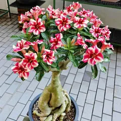 Hạt giống hoa sứ kép Thái Lan - Bịch 10 hạt – Mã số 1640 803774