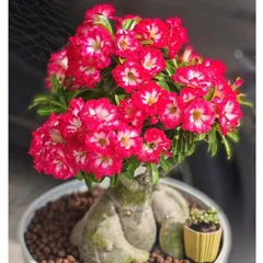Hạt giống hoa sứ kép Thái Lan - Bịch 10 hạt – Mã số 1947 803776