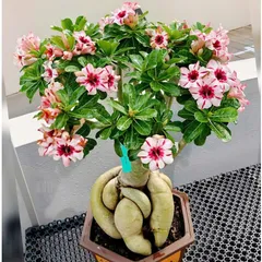 Hạt giống hoa sứ kép Thái Lan - Bịch 10 hạt – Mã số 1648 803779