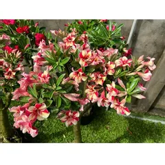 Bịch 10 hạt giống hoa sứ Thái Lan mỏ vịt cánh nhọn đỏ vàng – Mã số 1483 803848