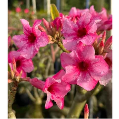Bịch 10 hạt giống hoa sứ Thái Lan hồng nguyên xuân – Mã số 1370 803854