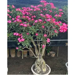 Bịch 10 hạt giống hoa sứ Thái Lan kỳ duyên hồng – Mã số 1320 803868