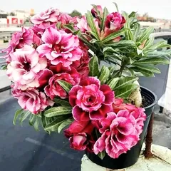 Hạt giống hoa sứ kép Thái Lan màu hồng cánh xoăn - Bịch 10 hạt – Mã số 1751 803881