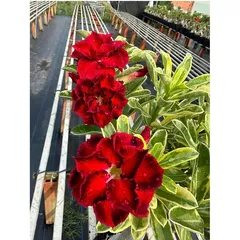Bịch 10 hạt giống hoa sứ ghép hoa Thiên Vương cánh đỏ đen – Mã số 2094 803933