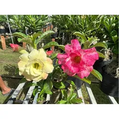 Bịch 10 hạt giống hoa sứ ghép Thái Lan 2 màu vàng hồng nhiều tầng – Mã số 2082 803935