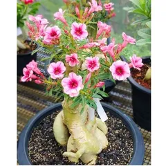 Bịch 10 hạt giống hoa sứ Thái Lan cánh tiên 5 cánh màu hồng – Mã số 2088 803945