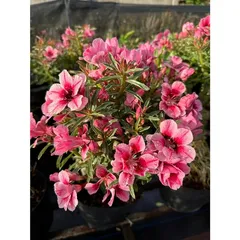 Bịch 10 hạt giống hoa sứ Thái Lan cánh tiên 5 cánh màu hồng – Mã số 2088 803945