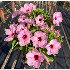 Bịch 10 hạt giống hoa sứ Thái Lan ái hồng – Mã số 2091 803956