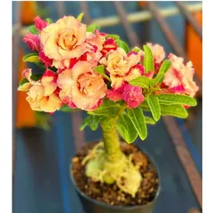 Bịch 10 hạt giống hoa sứ Thiên Vương giống Thái Lan ghép cánh vàng cam – Mã số 2089 803966