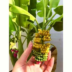Hạt giống cây chuối Mini siêu trái - Hạt giống cây chuối cảnh Mini cho trái quanh năm - Trồng được trong nhà và ngoài trời - Bịch 10 hạt - Mã số 1236 803971