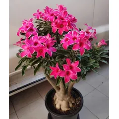 Hạt giống hoa sứ kép Thái Lan màu hồng 5 cánh hạc - Bịch 10 hạt – Mã 2011 804443
