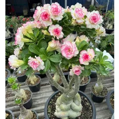 Hạt giống hoa sứ kép Thái Lan màu trắng viền hồng cánh xoăn - Bịch 10 hạt – Mã 1974 804462