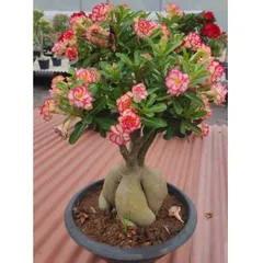 Hạt giống hoa sứ kép Thái Lan 2 màu trắng viền cánh hồng và trắng viền cánh đỏ - Bịch 10 hạt – Mã 1990 804504